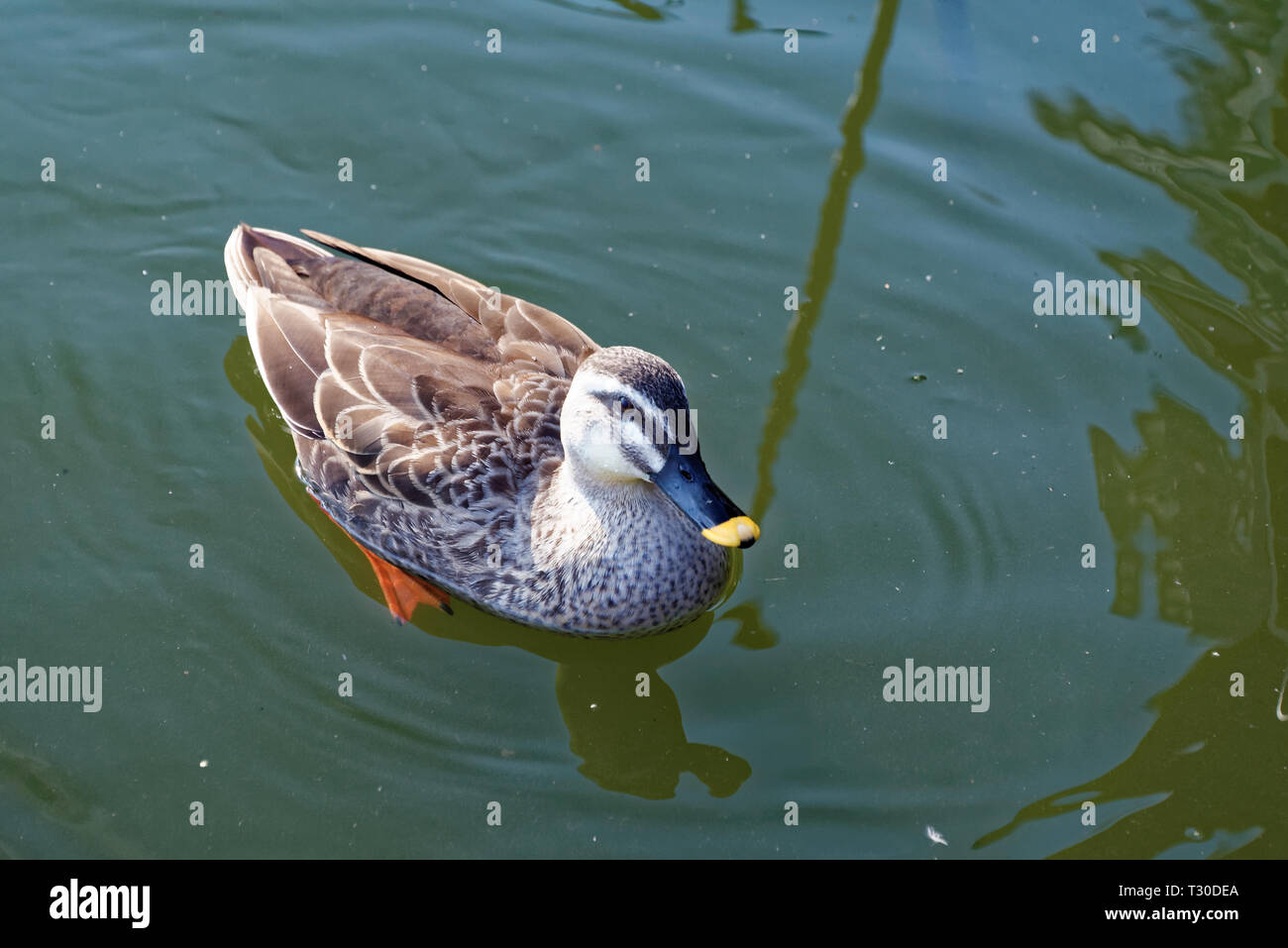 Indian spot-billed duck (Anas poecilorhyncha) is a large dabbling duck that is a non-migratory breeding duck throughout freshwater wetlands in the Ind Stock Photo