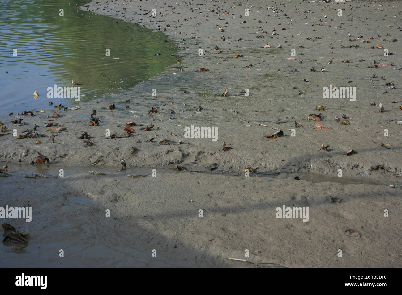 Mudskipper fish at Port Memancing Kampung Sungai Danga, Iskandar Puteri