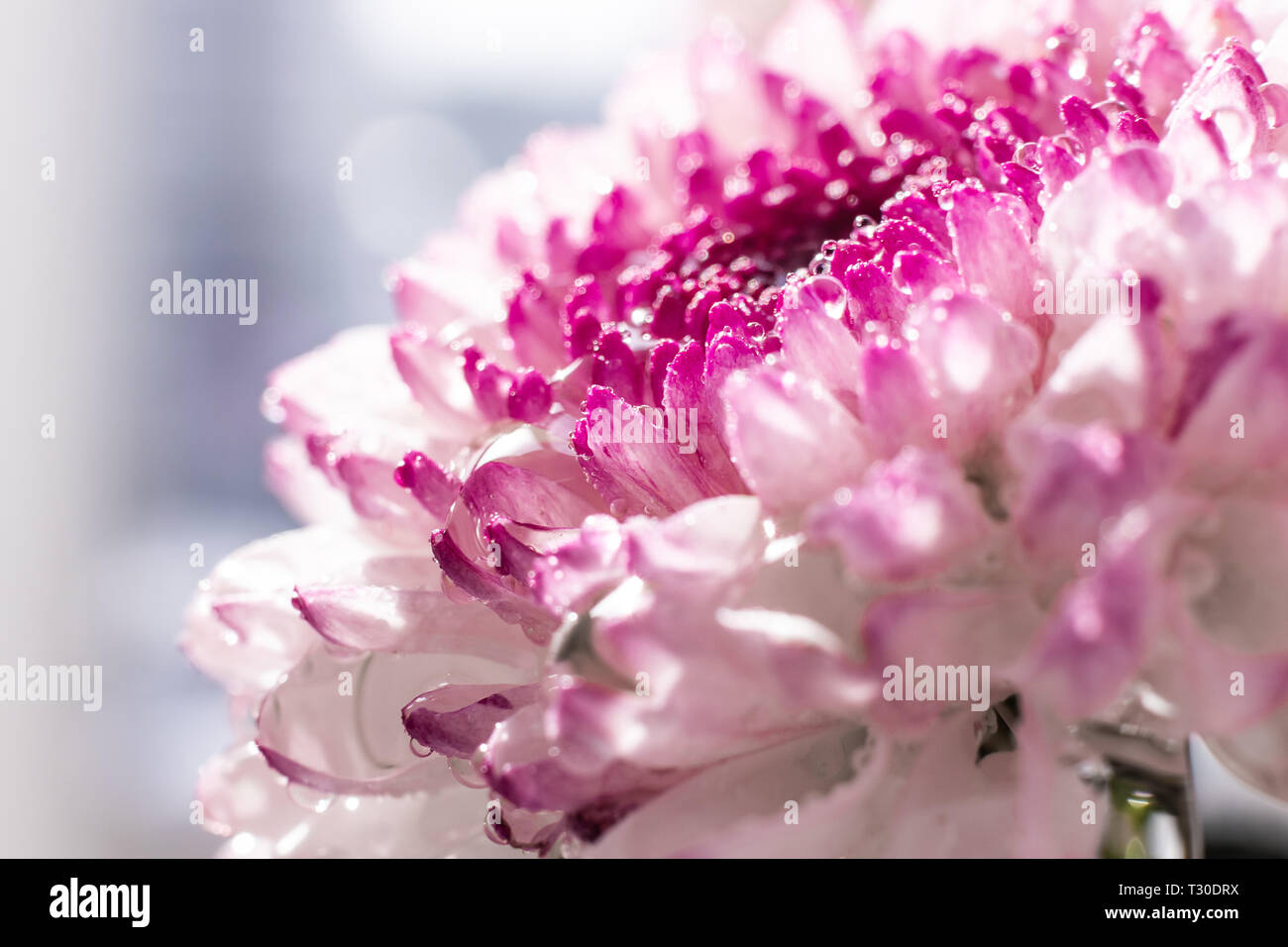 Pink-purple chrysanthemum flower close-up on a light background. Bright spring summer photo. The image can be used for themes of gardening, floristics Stock Photo