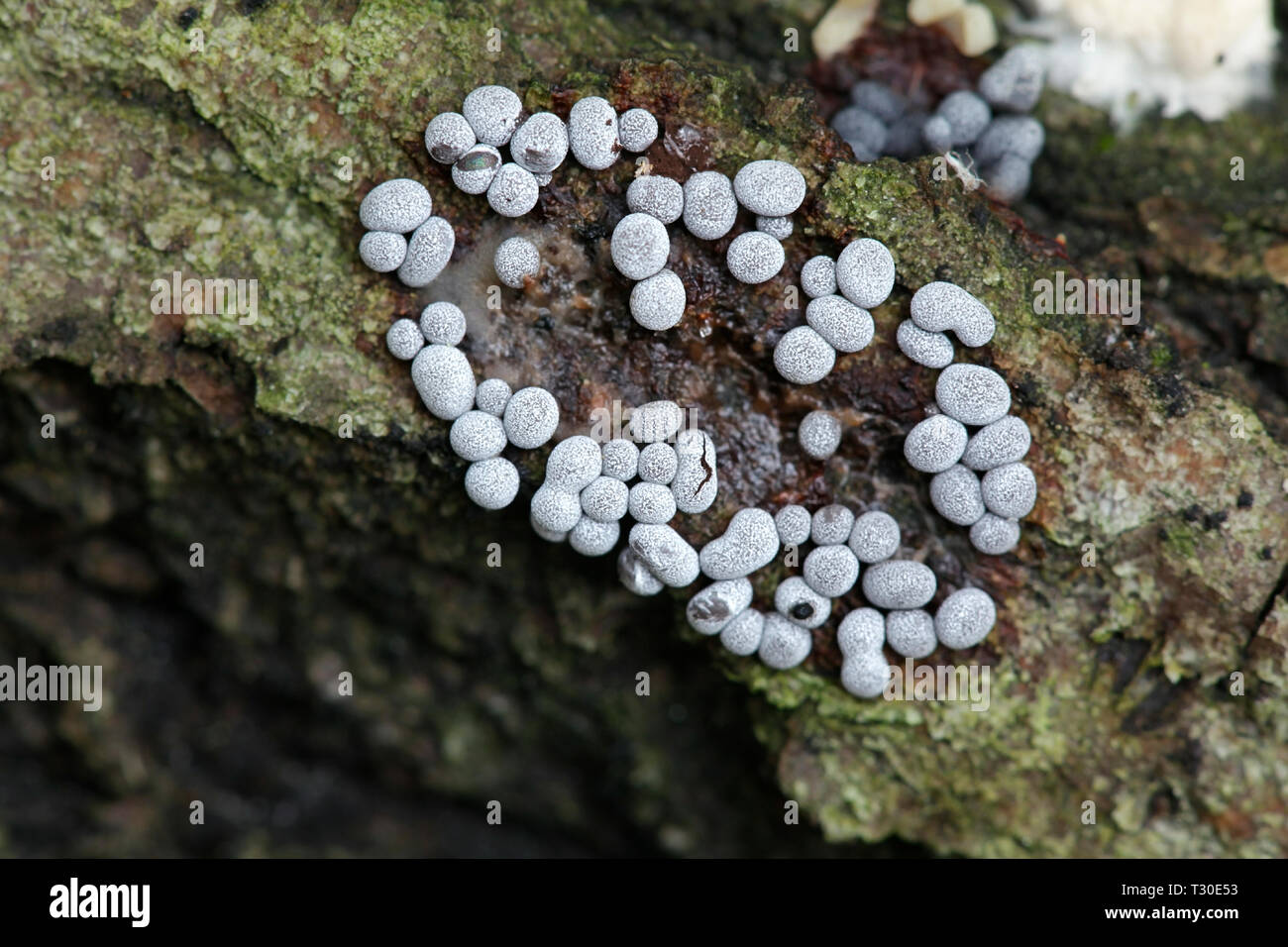 Slime mold, Badhamia panicea Stock Photo