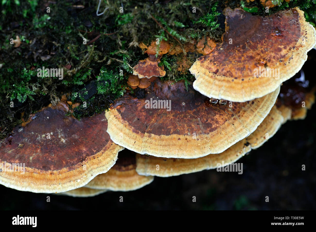 Alder Bracket fungus, Inonotus radiatus Stock Photo