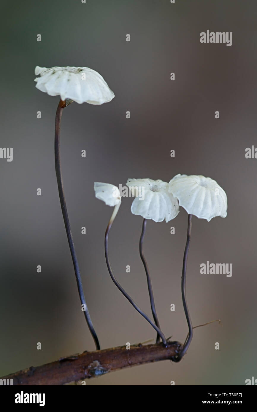 Marasmius rotula, called  the pinwheel mushroom, the pinwheel marasmius, the little wheel, the collared parachute, or the horse hair fungus Stock Photo