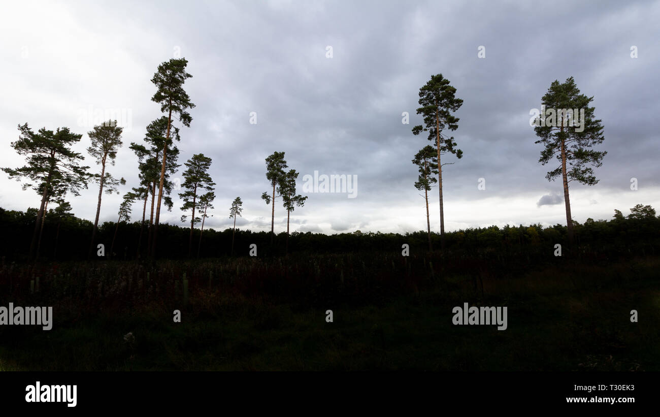 A grove of tall trees in silhouette against an overcast sky found in Willingham Woods near Market Rasen, Lincolnshire, England, United Kingdom Stock Photo