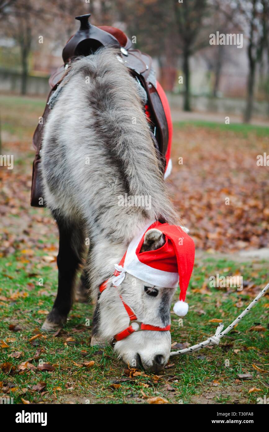 Pony in Santa Claus's red cup, small horse dressed like Christmas horse  Stock Photo - Alamy