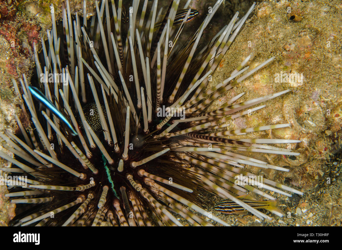 Hatpin urchin, Echinothrix calamaris, Diadematidae, Anilao, Batangas, Philippines, Philippine Sea, Pacific ocean, Asia Stock Photo