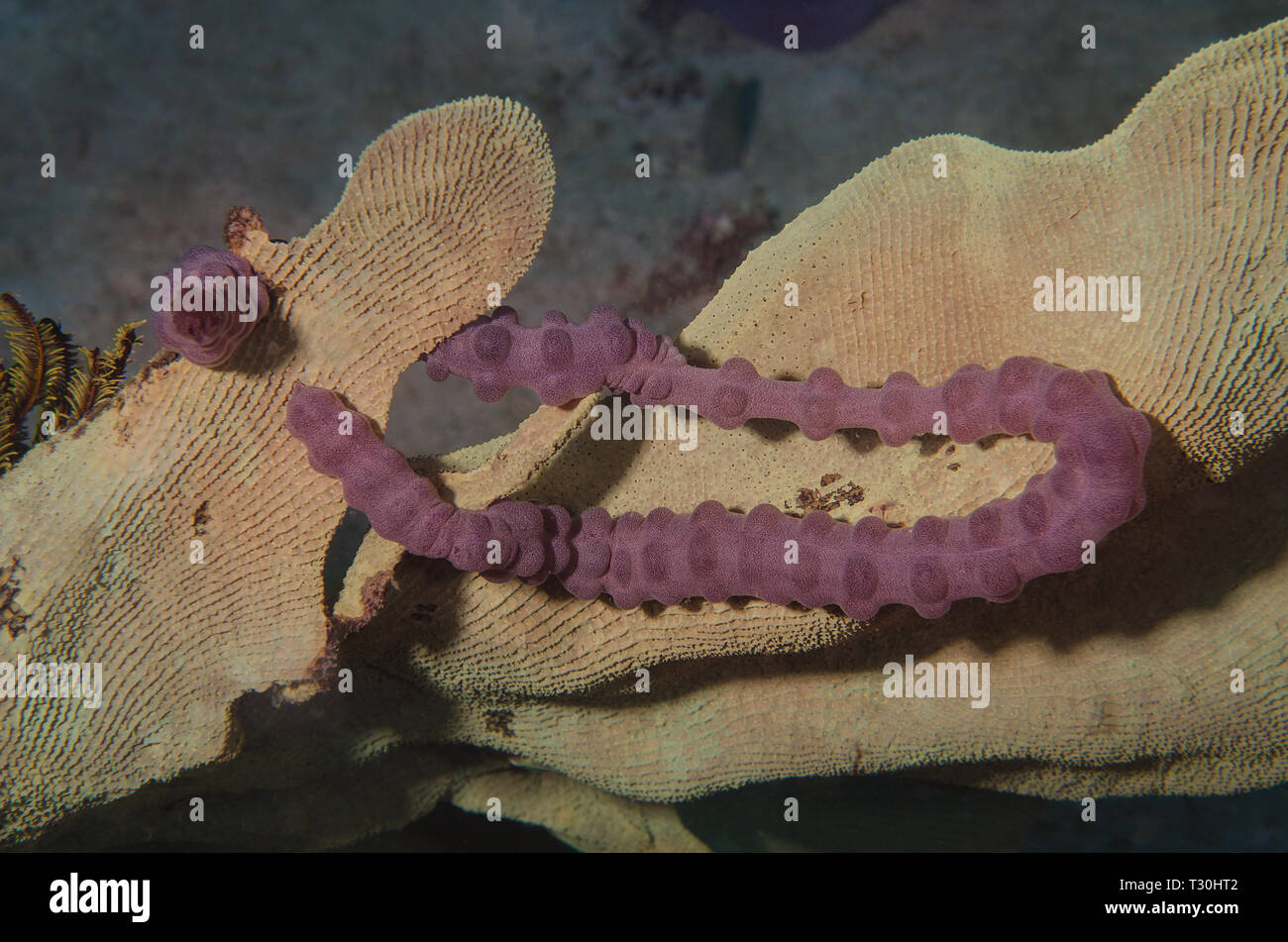 Brown worm cocumber, Polyplectana kefersteinii, Synaptidae, Anilao, Batangas, Philipphines, Philippine Sea, Pacific Ocean, Asia Stock Photo