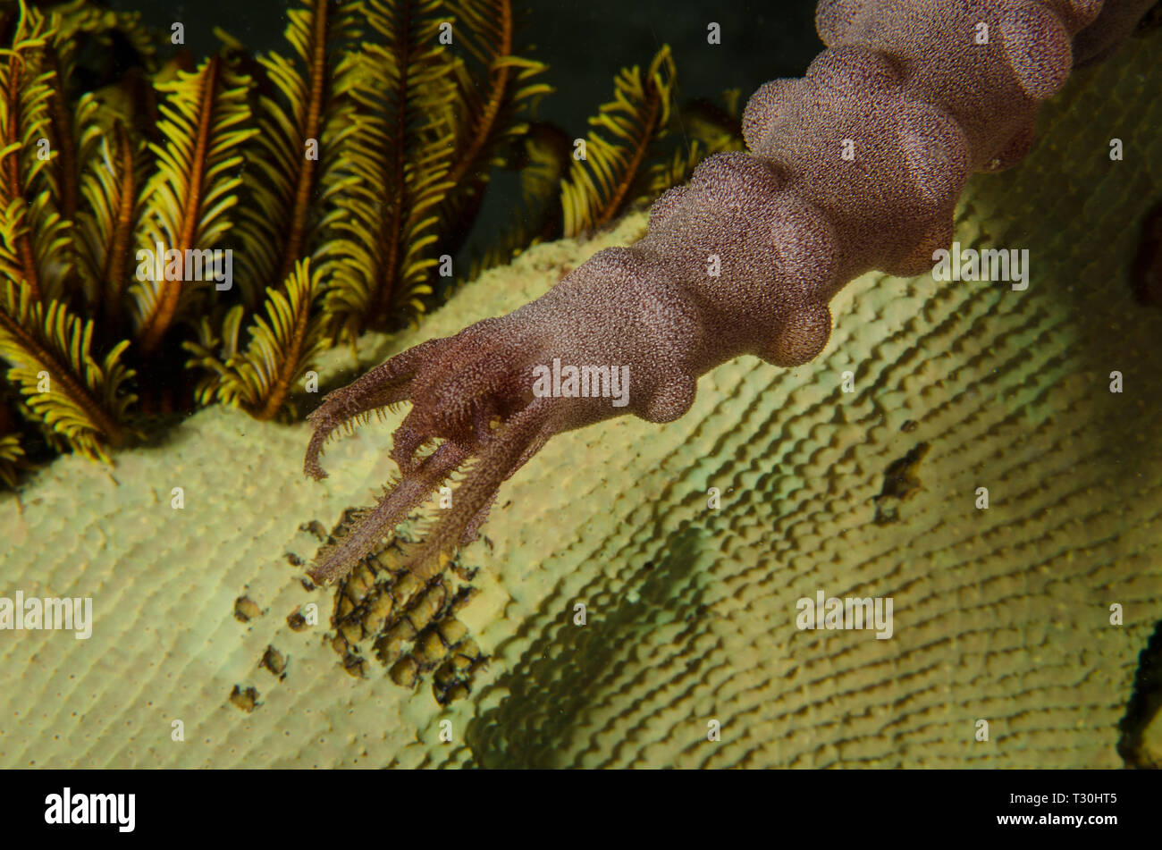 Brown worm cocumber, Polyplectana kefersteinii, Synaptidae, Anilao, Batangas, Philipphines, Philippine Sea, Pacific Ocean, Asia Stock Photo