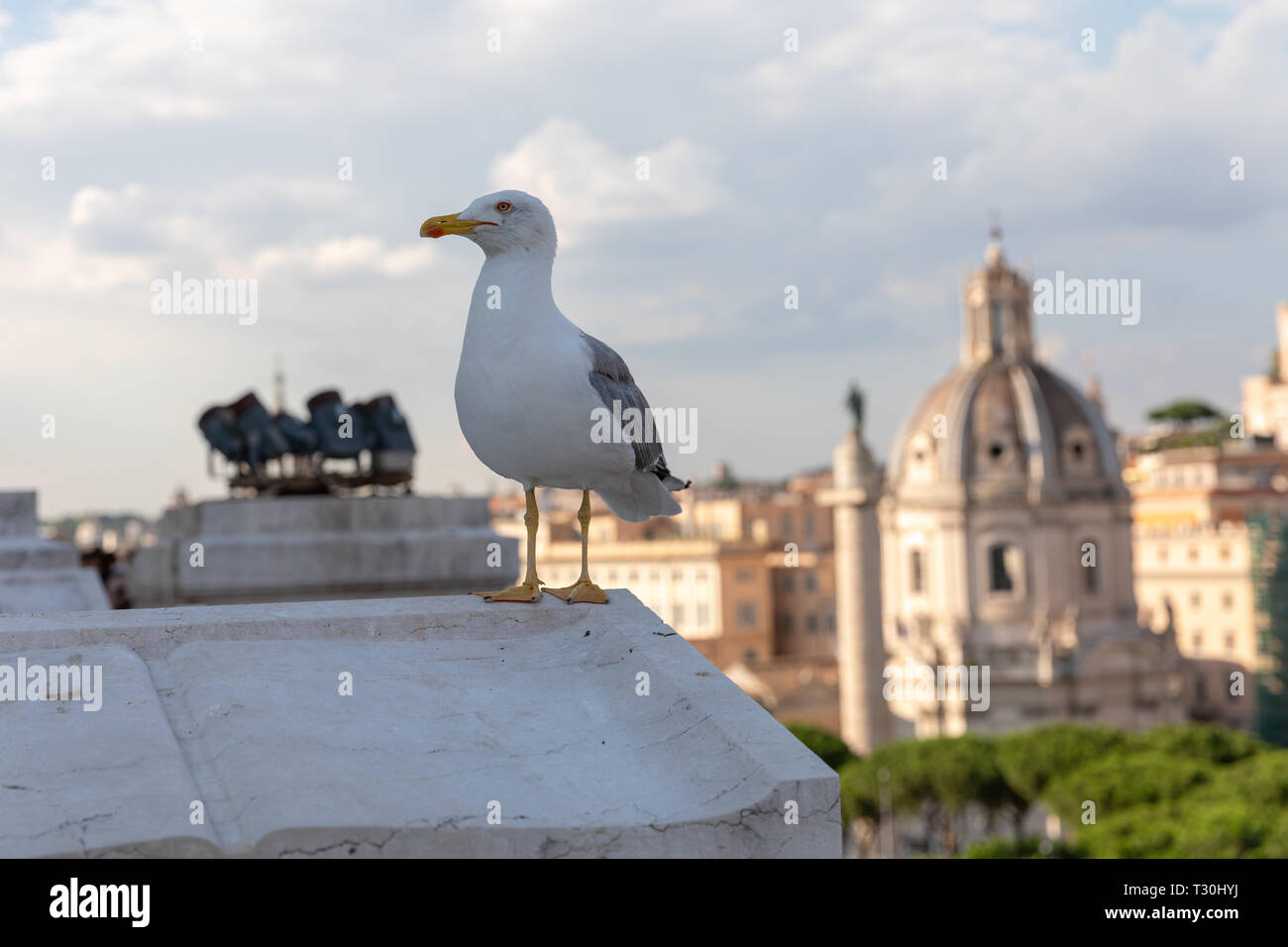 Mediterranean gull seating on roof of Vittoriano on the background of view of Rome at sunny day Stock Photo
