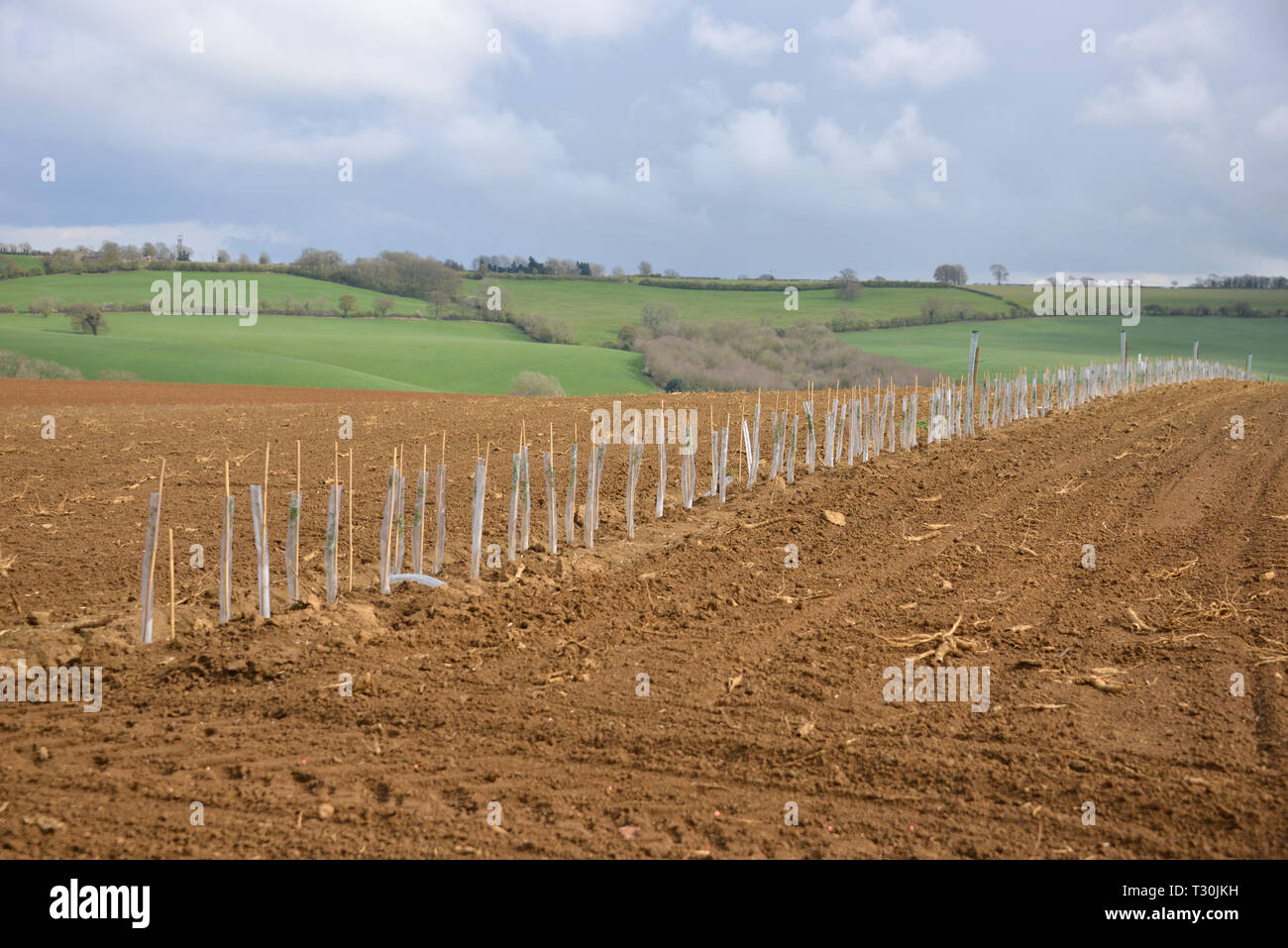 Line of newly planted trees as division of a field near Whichford Woods