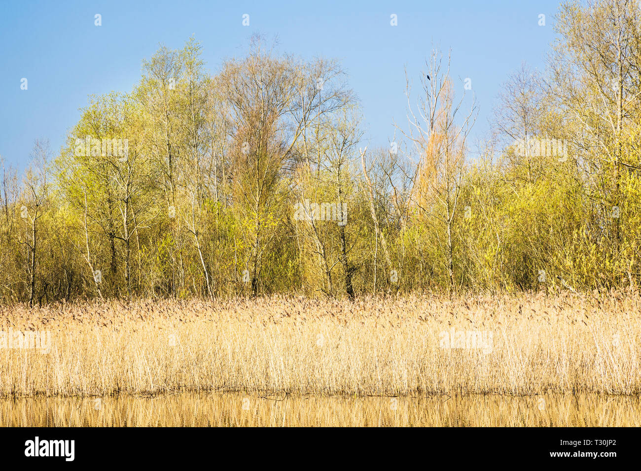 A reed bed on one of the lakes at Cotswold Water Park. Stock Photo