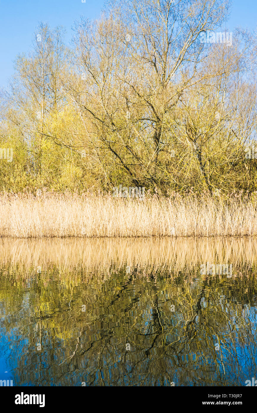 A reed bed on one of the lakes at Cotswold Water Park. Stock Photo