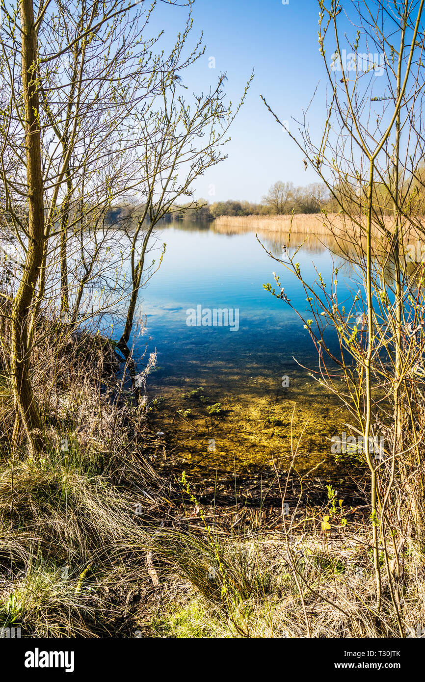 A reed bed on one of the lakes at Cotswold Water Park. Stock Photo