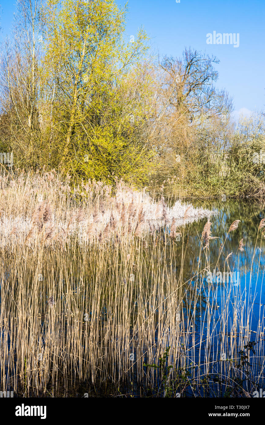One of the lakes at Cotswold Water Park. Stock Photo