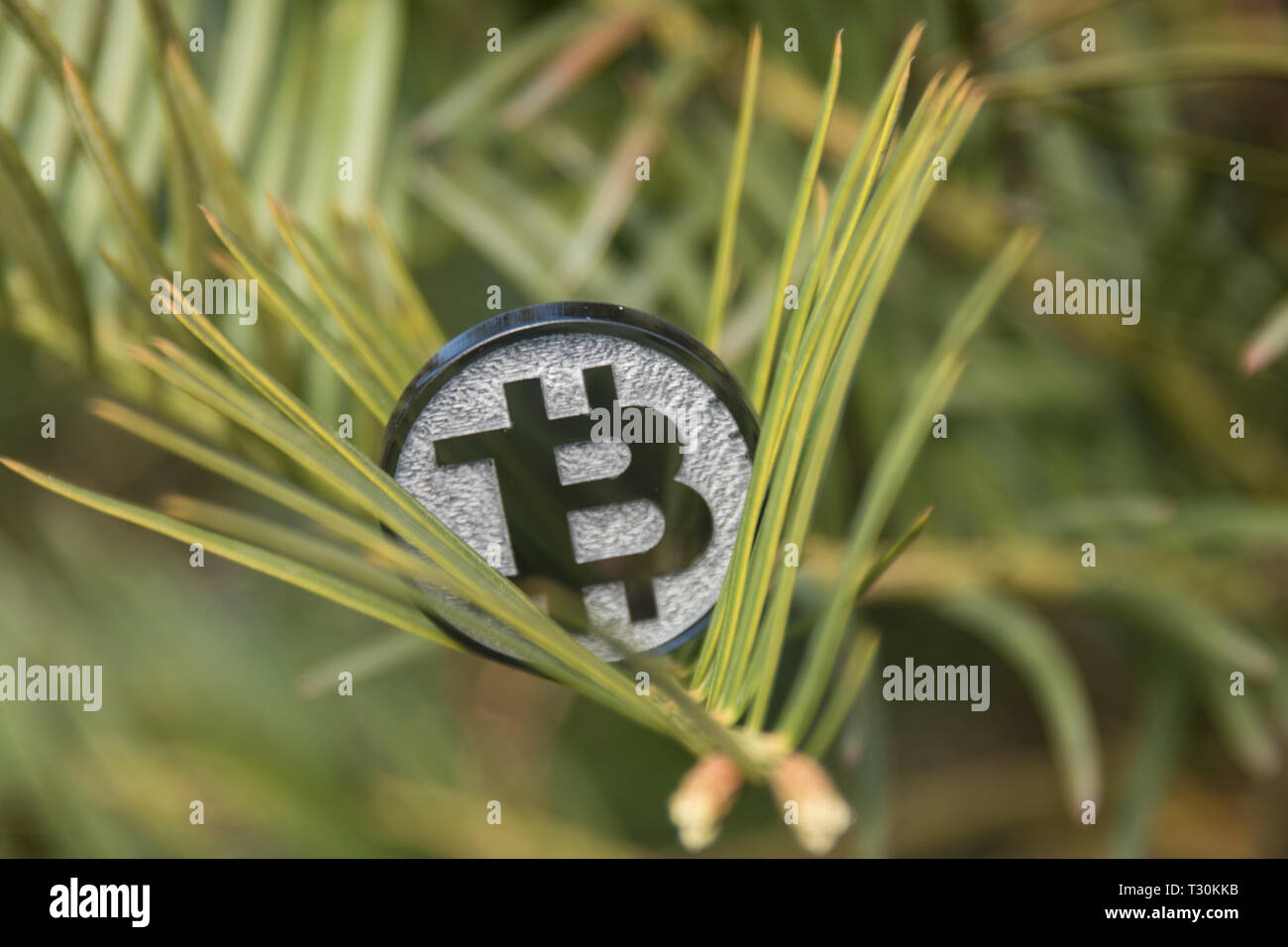 8 Bit Needle Bit coin in nature, on green branch, pine needle Stock Photo - Alamy