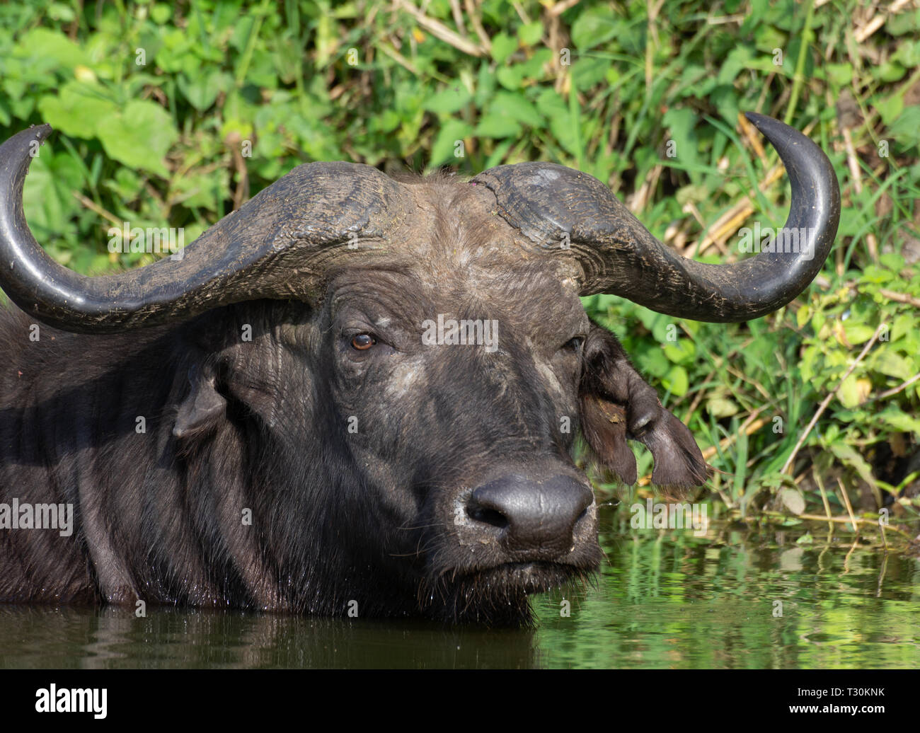Elizabeth horn hi-res stock photography and images - Alamy
