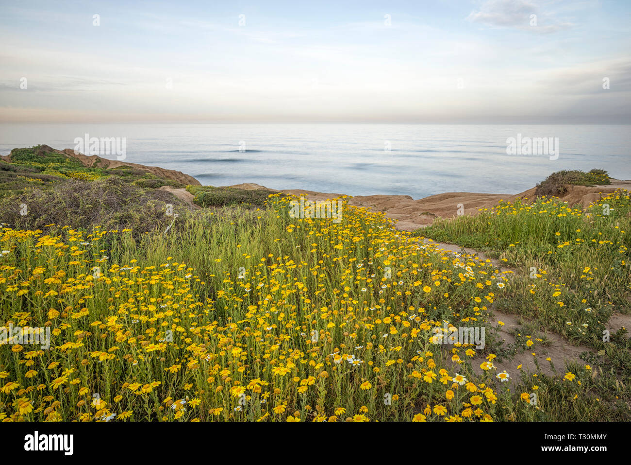 California Coastal Wildflowers High Resolution Stock Photography and ...