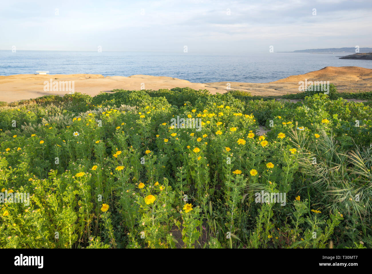 Wildflowers at Sunset Cliffs Natural Park. San Diego, California, USA
