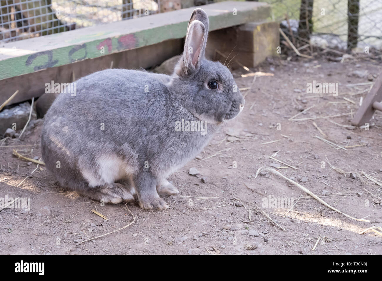grey rabbit resting on soil at urban park in Stuttgart, Germany Stock ...