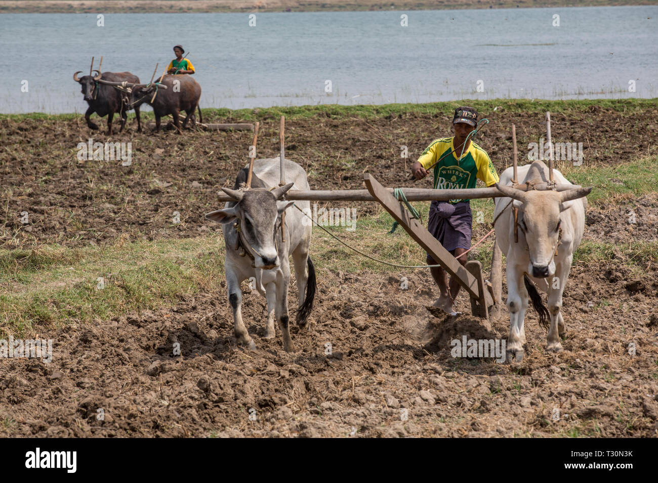 Agriculture ox ploughing High Resolution Stock Photography and Images ...