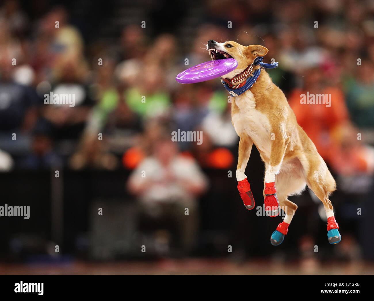 Dog frisbee hi-res stock photography and images - Page 24 - Alamy