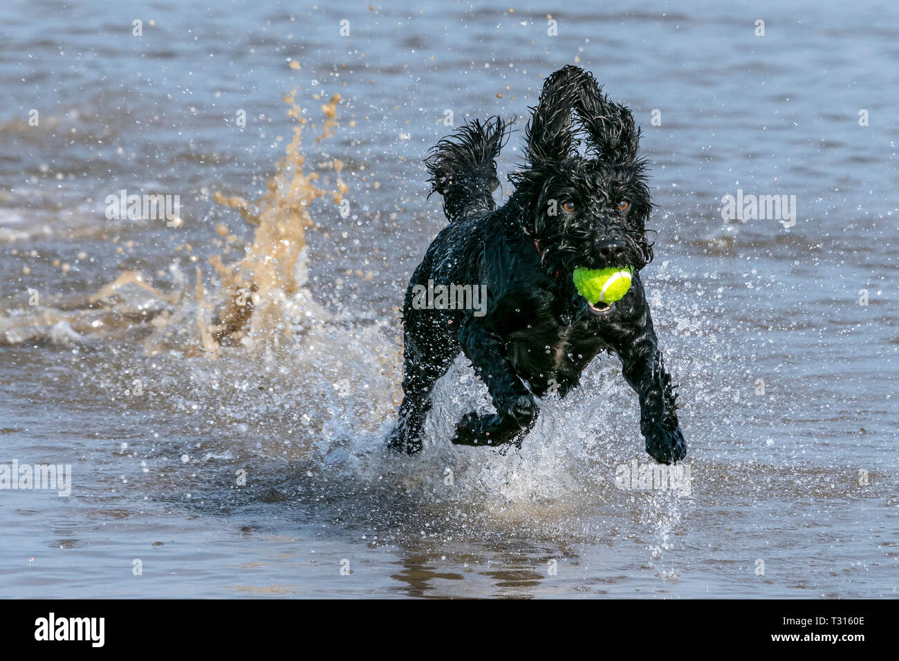 Cockapoo When Running Cockapoo running through water hi-res stock photography and images - Alamy