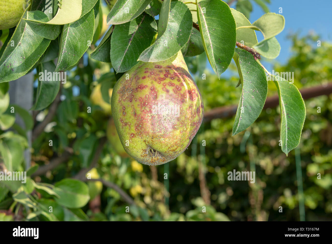 pear tree disease on leaves and fruits close up. Protection of garden