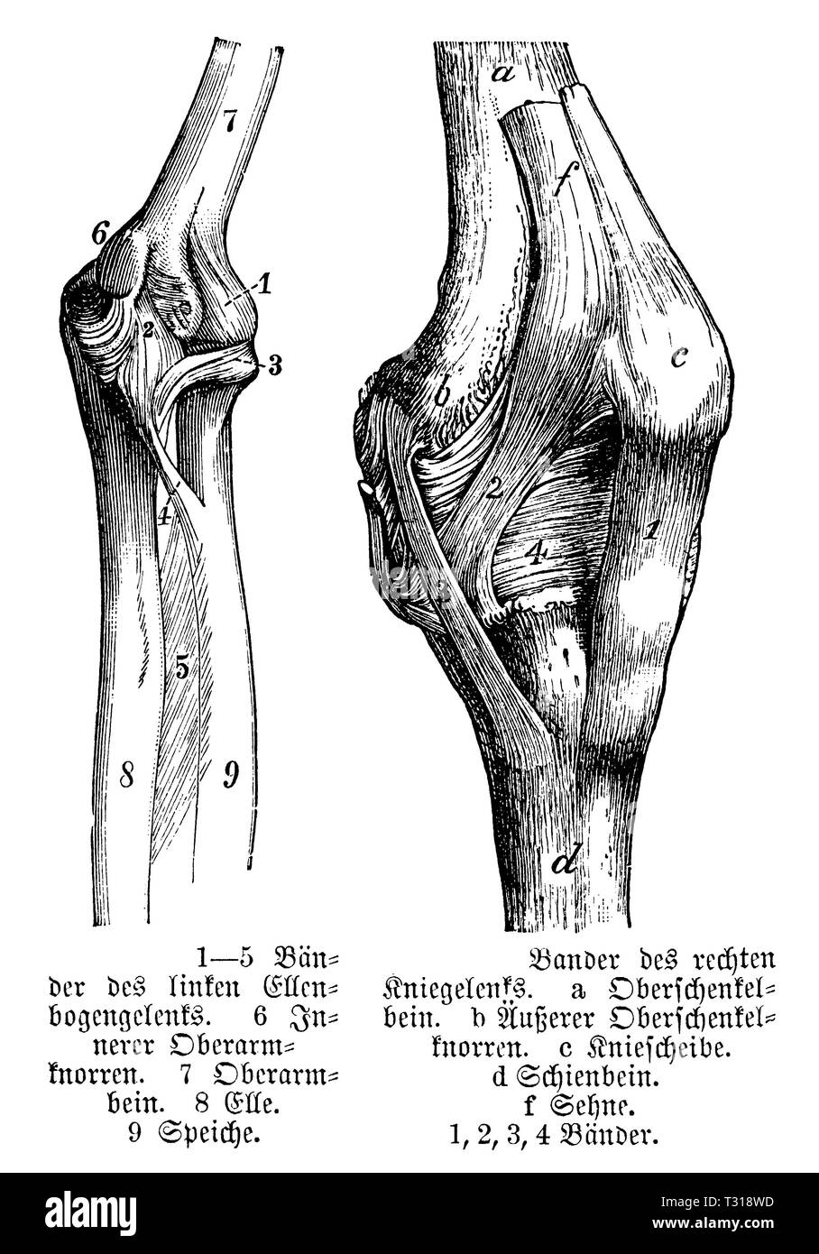 Human elbow joint and knee joint, anonym Stock Photo Alamy