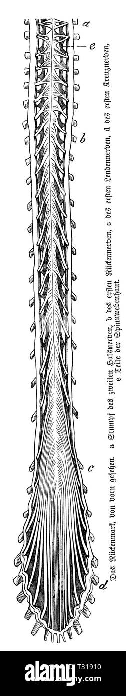 Human: spinal cord, anonym Stock Photo