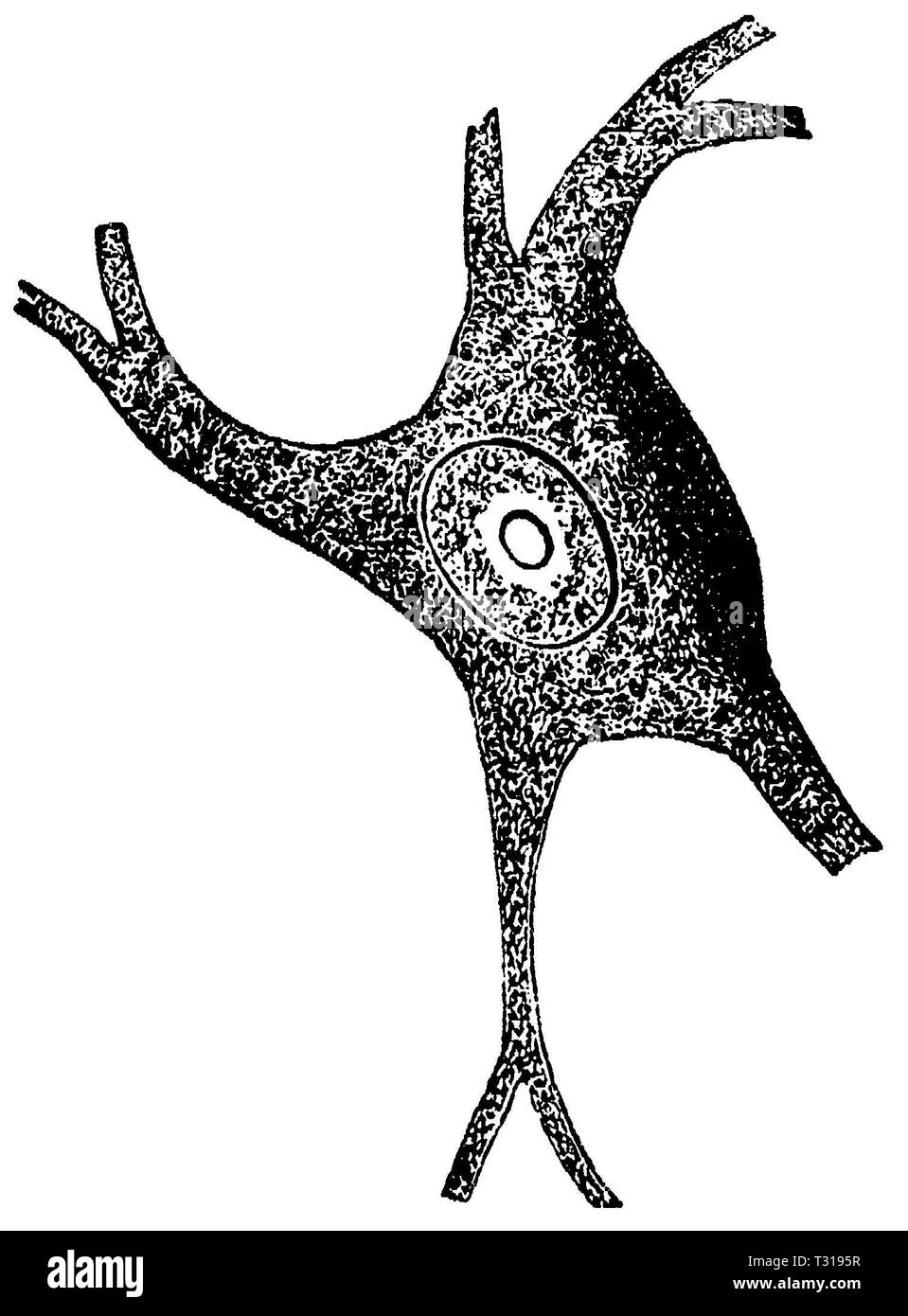 nerve cell, multibeam, anonym  1893 Stock Photo