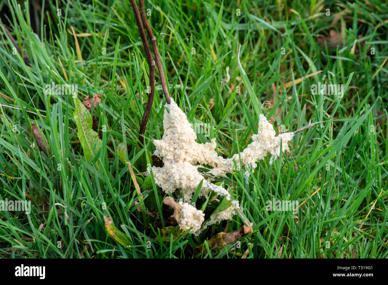 Slime mould (Mucilago crustacea) Surrey, UK Stock Photo