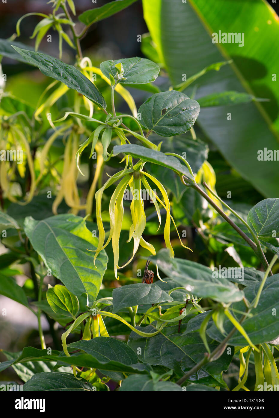Ylang ylang: Cananga odorata Stock Photo