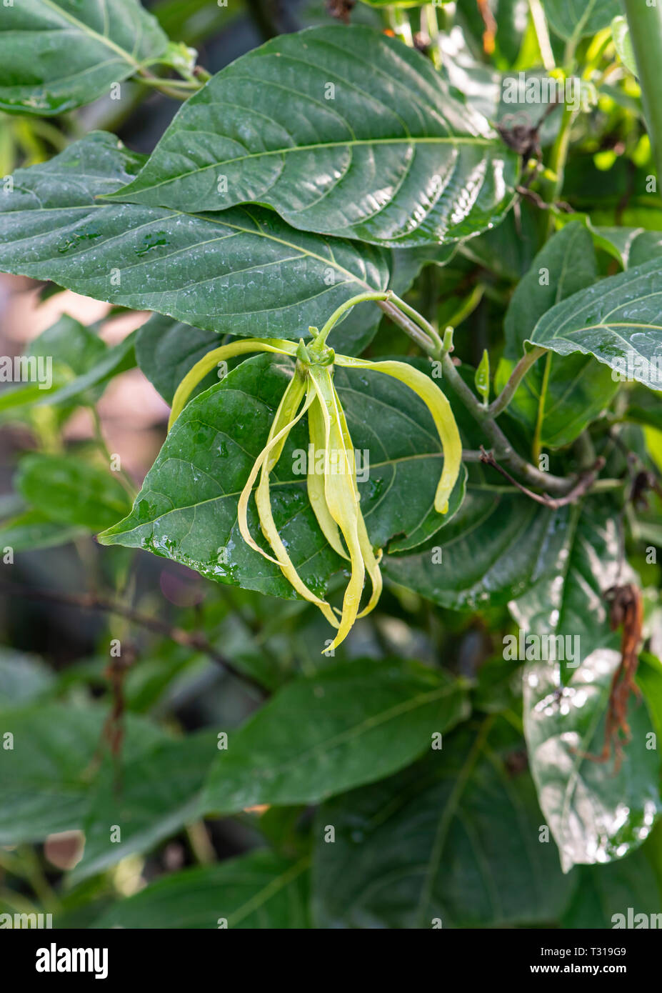 Ylang ylang: Cananga odorata Stock Photo