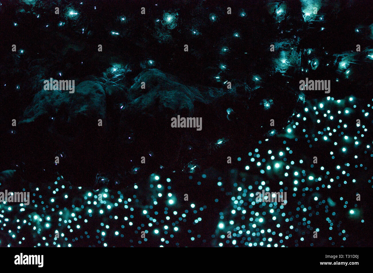 Bioluminiscent Glow Worms shining in Waipu Caves, Northland, North Island, New Zealand. Stock Photo