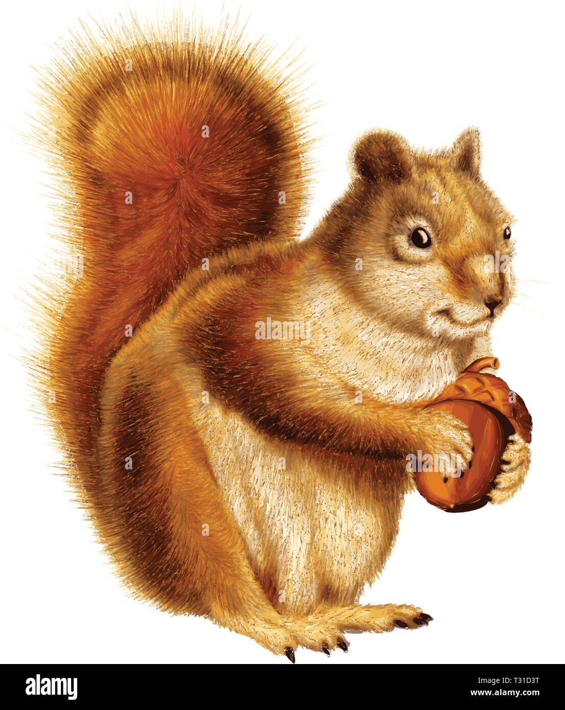 Squirrel holding nut in a possessive manner. Stock Vector