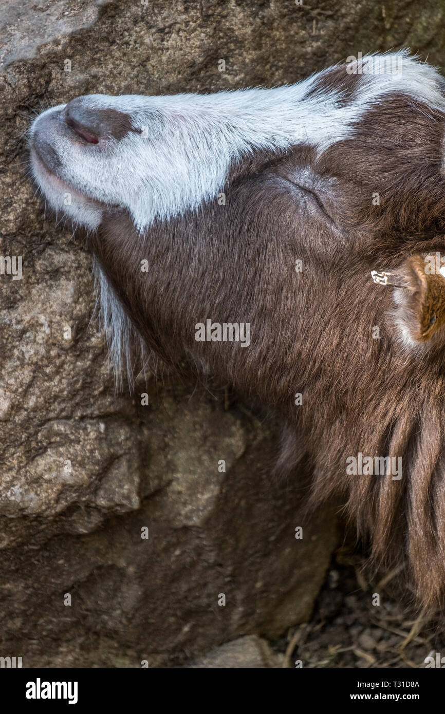 Goat rubbing his head up against a tree Stock Photo