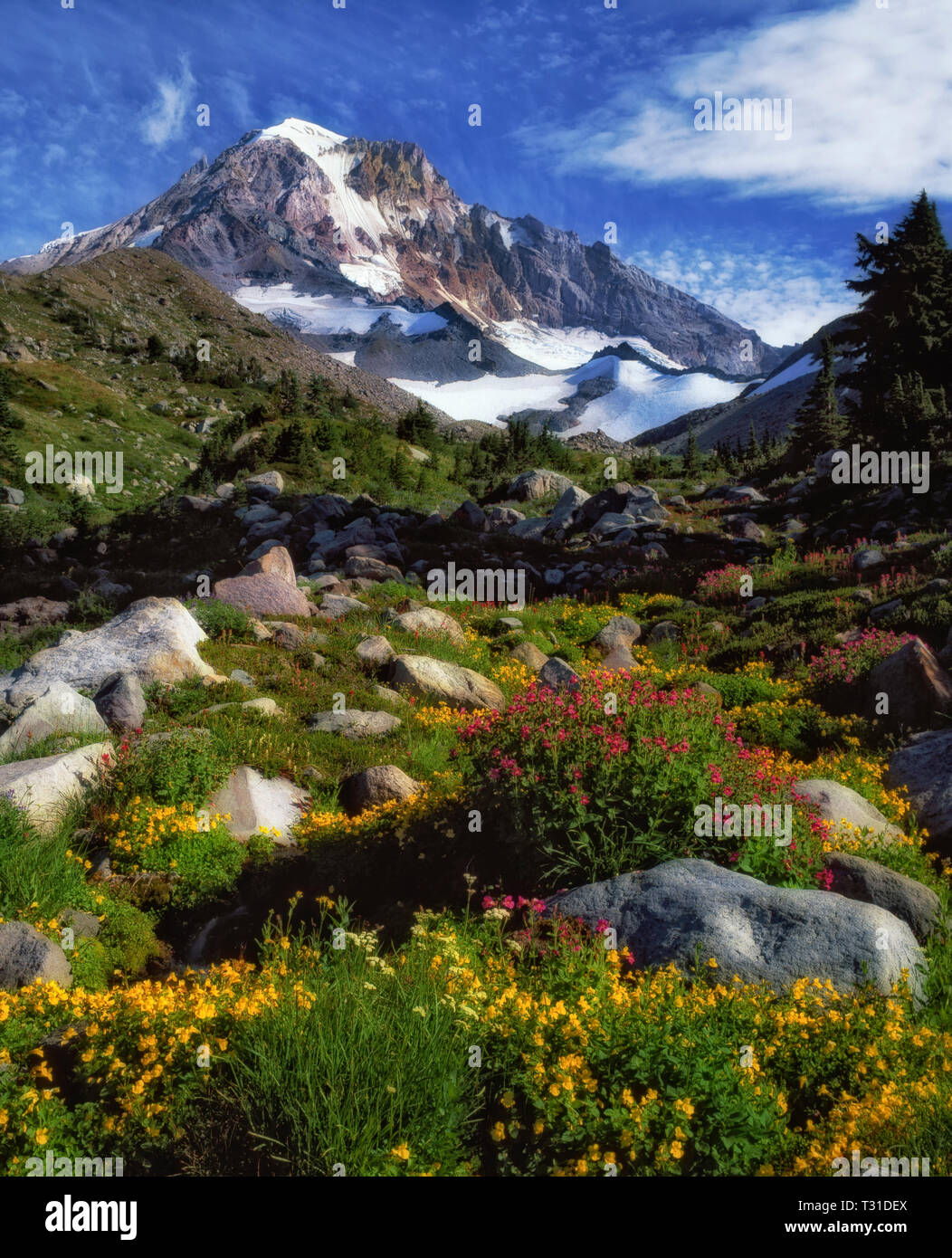 Wildflowers by mountain range hi-res stock photography and images - Alamy