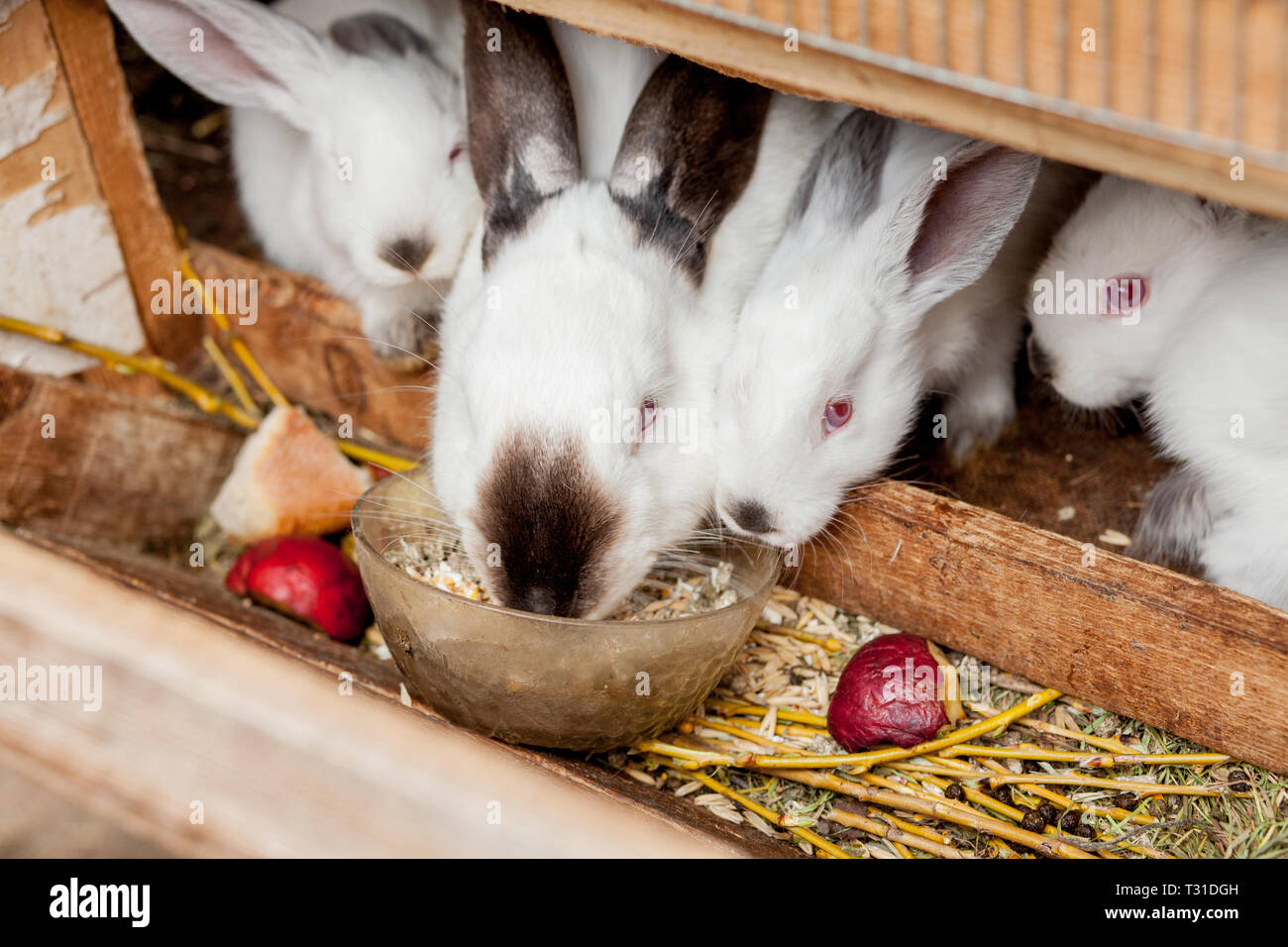 Brown Rabbit Eat Small rabbit brown color eat Vegetable on the grass Stock Photo - Alamy
