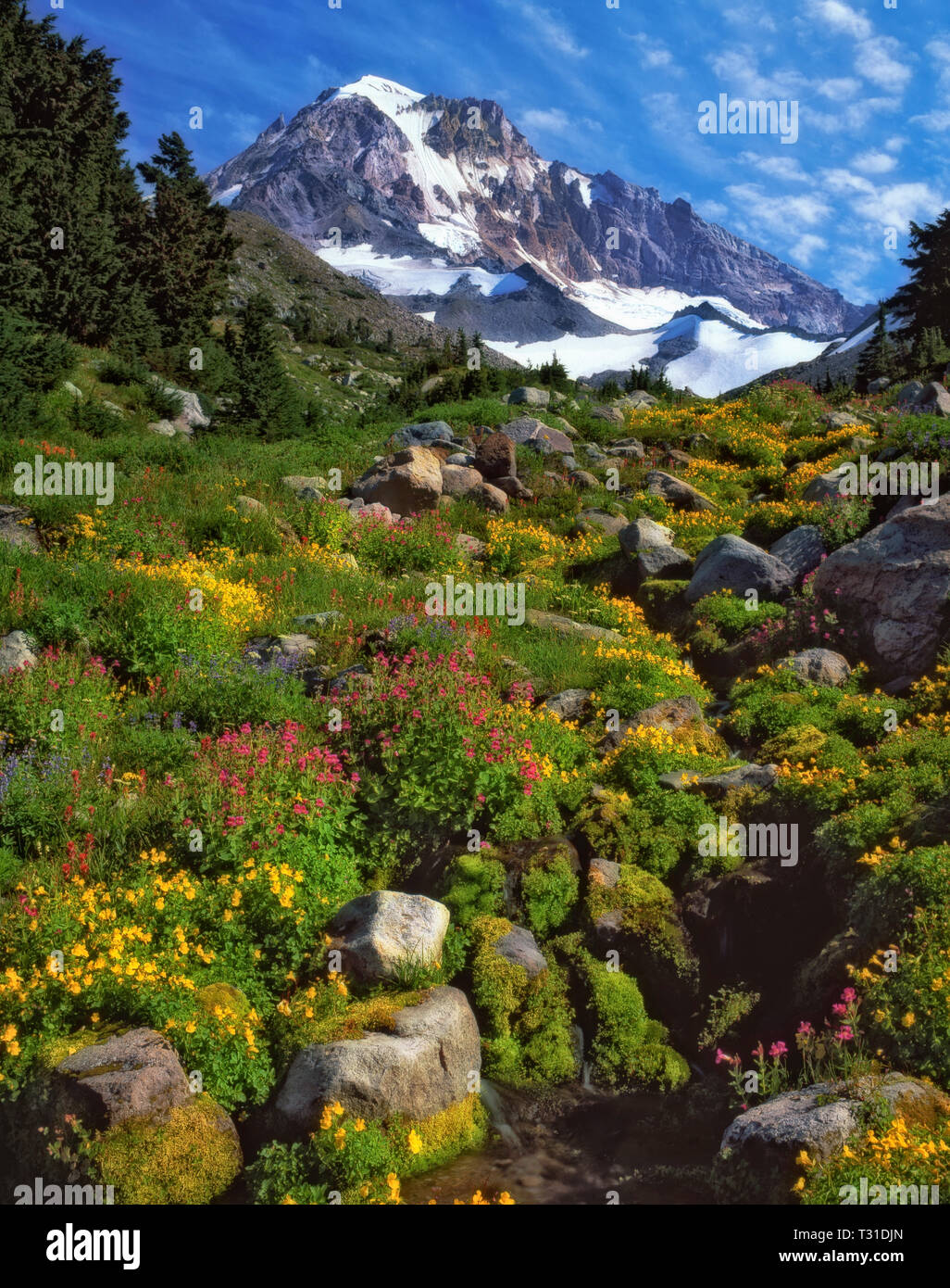 Summer wildflowers bloom in the wilderness area along McGee Creek with Oregon's Mt Hood. Stock Photo