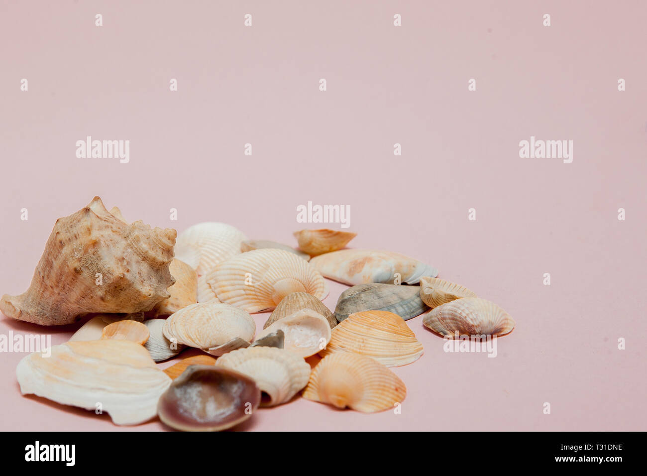 Seashells on pink background with copy space. Stock Photo