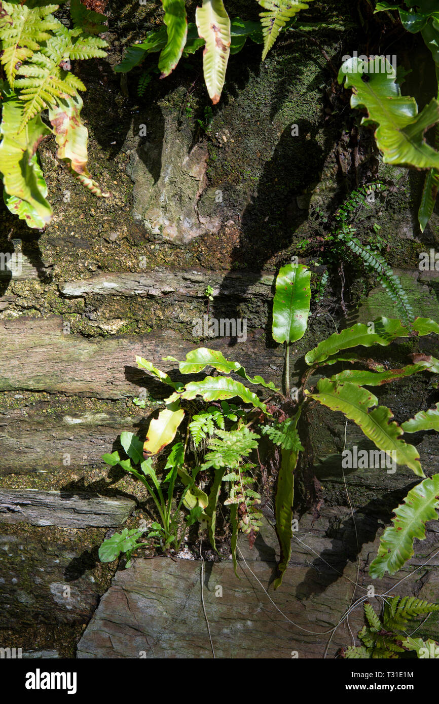 Wall fern gardening hi-res stock photography and images - Alamy