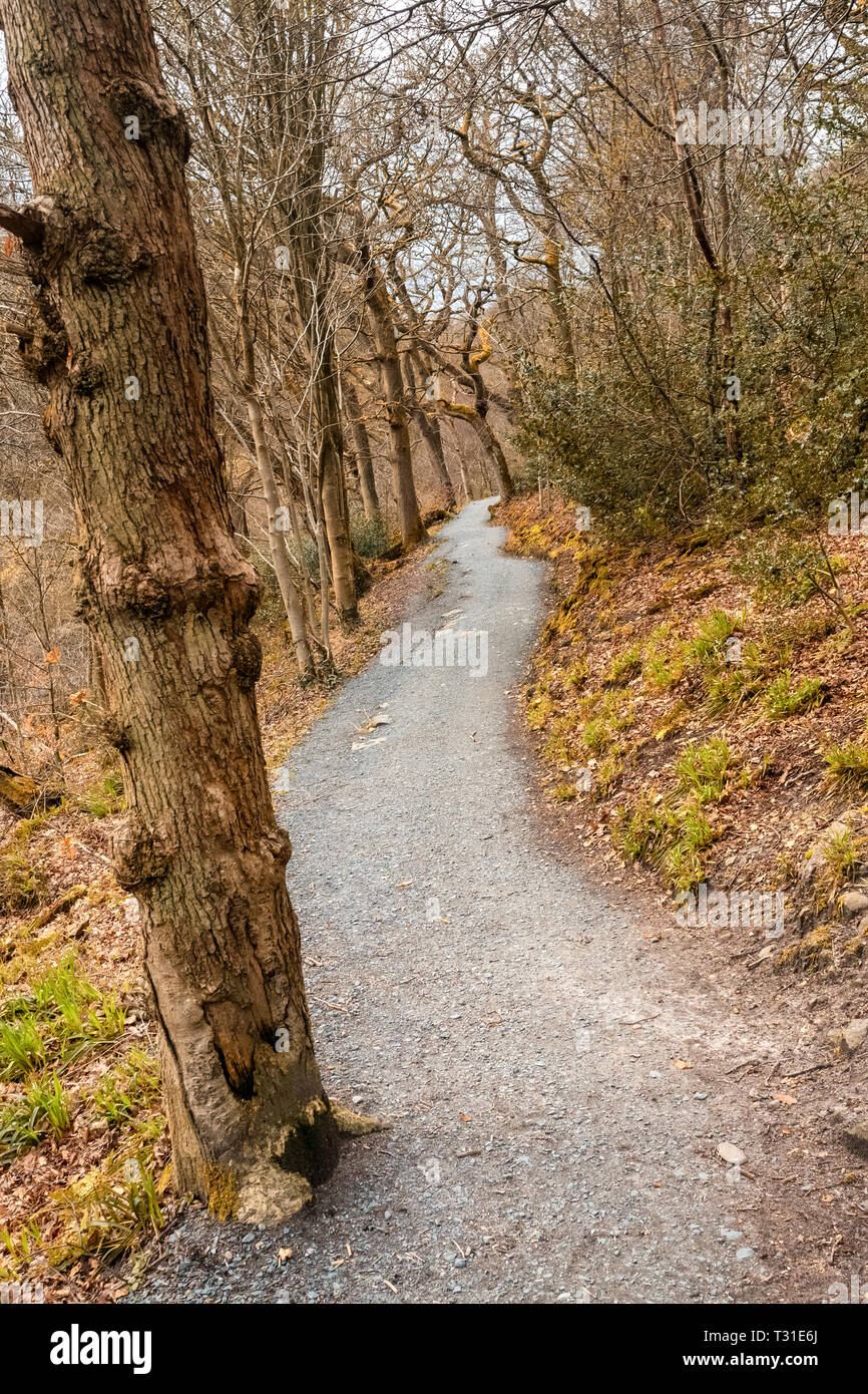 From Bolton Abbey a pleasant riverside walk leads upstream through woods to the Strid, a notorious stretch of water where the River Wharfe is forced i Stock Photo