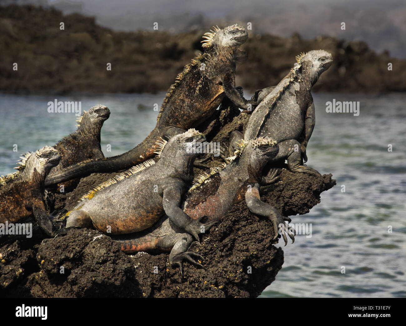SOUTH AMERICA, Ecuador, Galapagos Islands,  Fernandina, Marine Iguana, Amblyrhynchus cristatus Stock Photo
