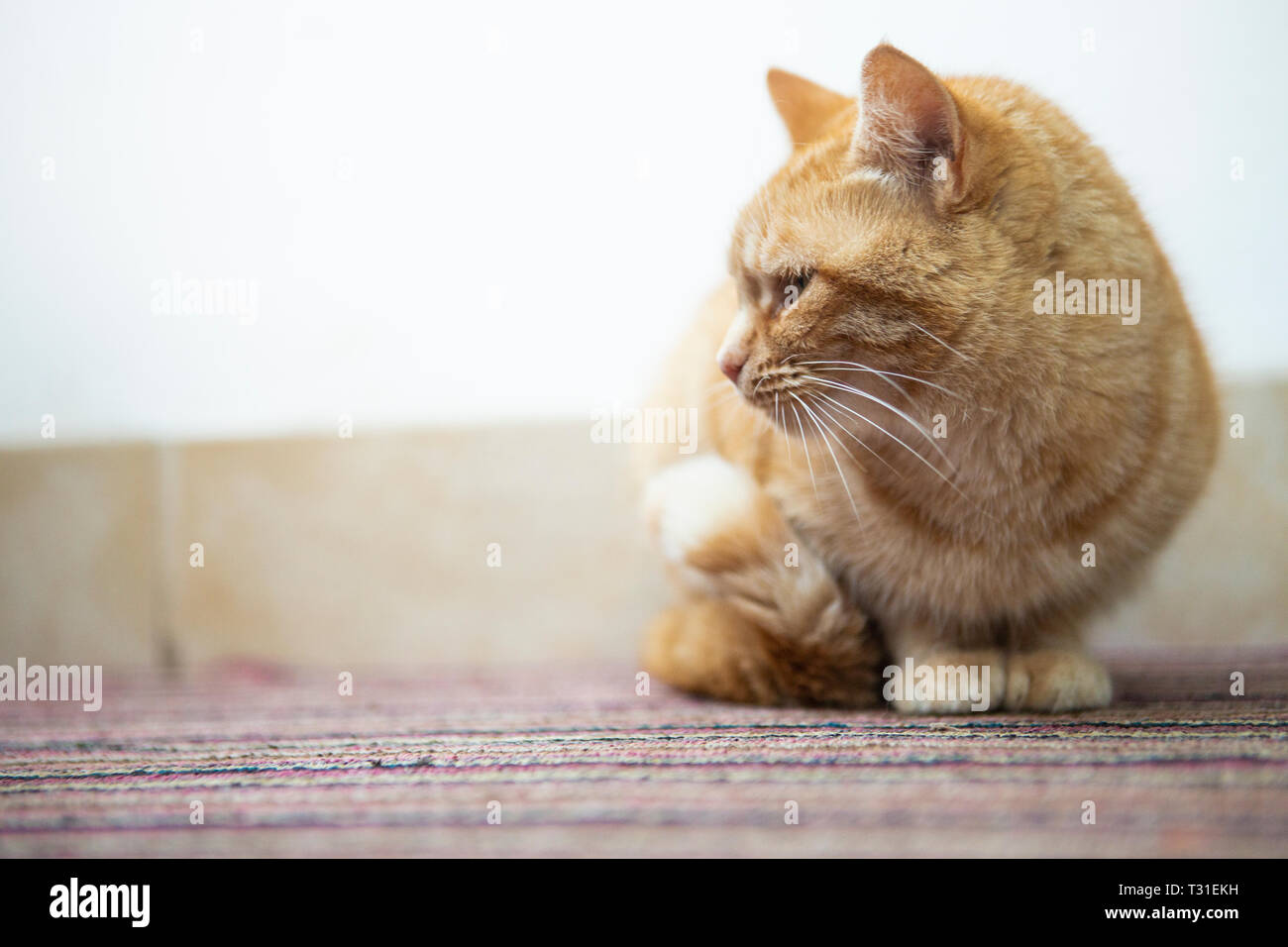 female ginger cat Stock Photo Alamy