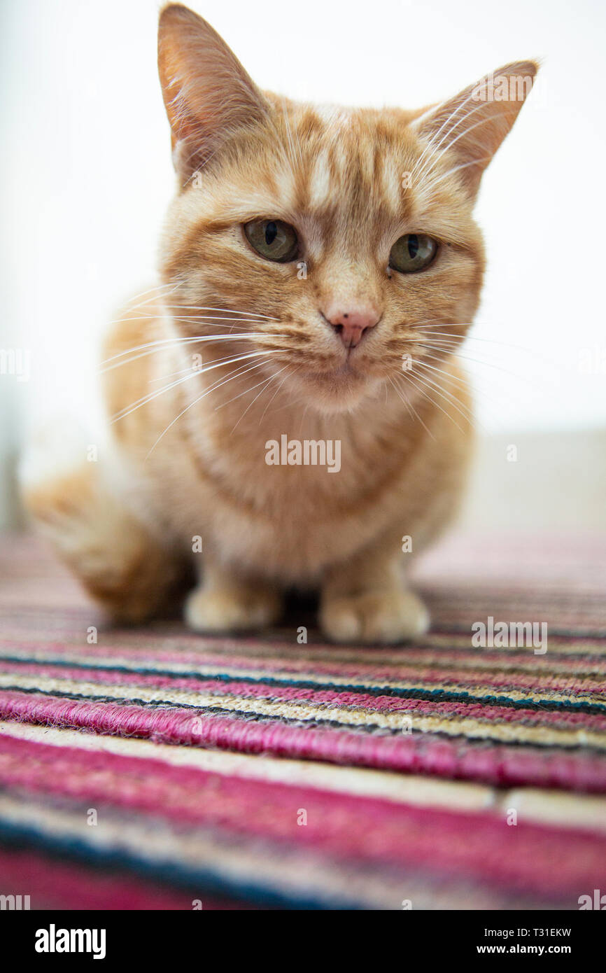 female ginger cat Stock Photo Alamy