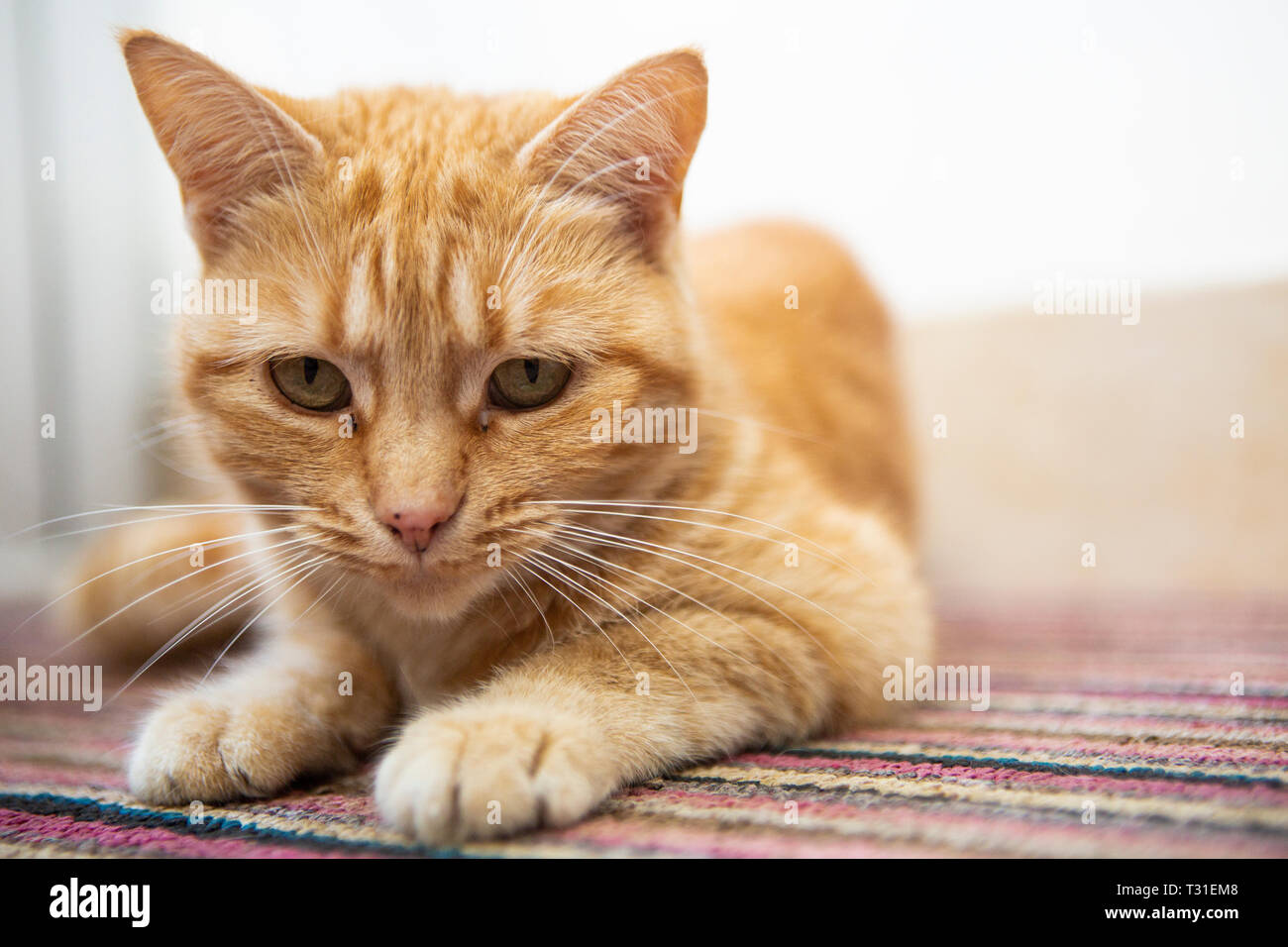 female ginger cat Stock Photo Alamy