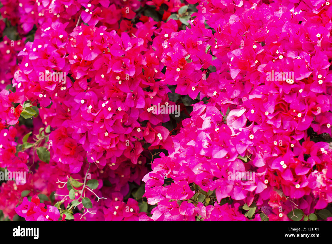 close up image of magenta flowers Stock Photo - Alamy