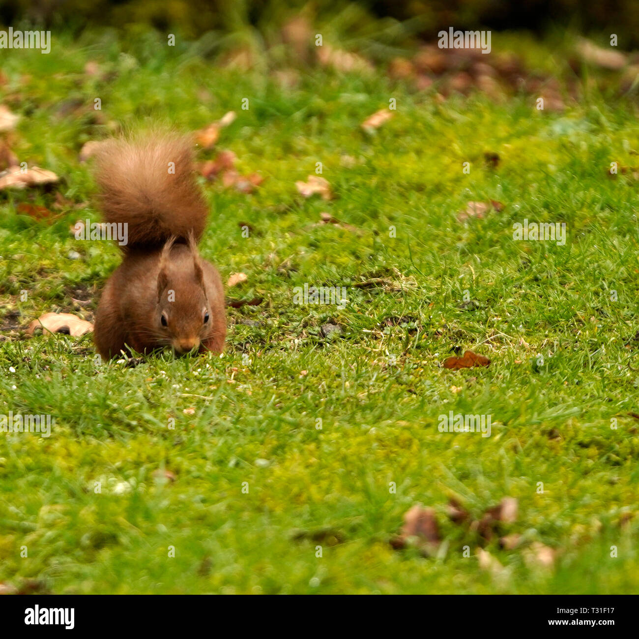 Gorgeous little Red Squirrel feeding at the Woodland Trust head Office in Scotland Stock Photo