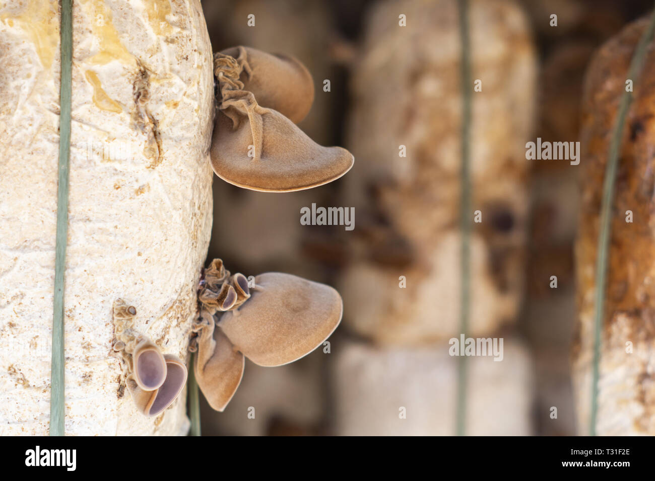 Farm mushrooms grow mushroom hires stock photography and images Alamy