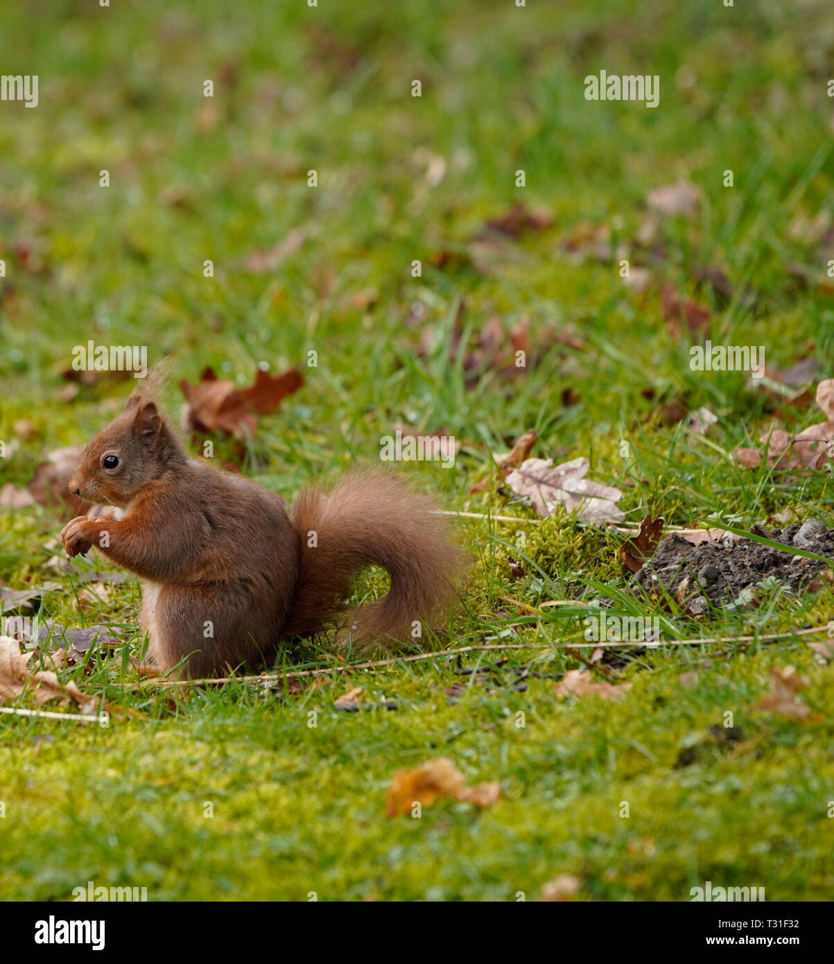 Gorgeous little Red Squirrel feeding at the Woodland Trust head Office in Scotland Stock Photo