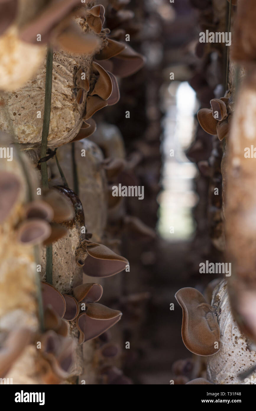 Farm mushrooms grow mushroom hires stock photography and images Alamy